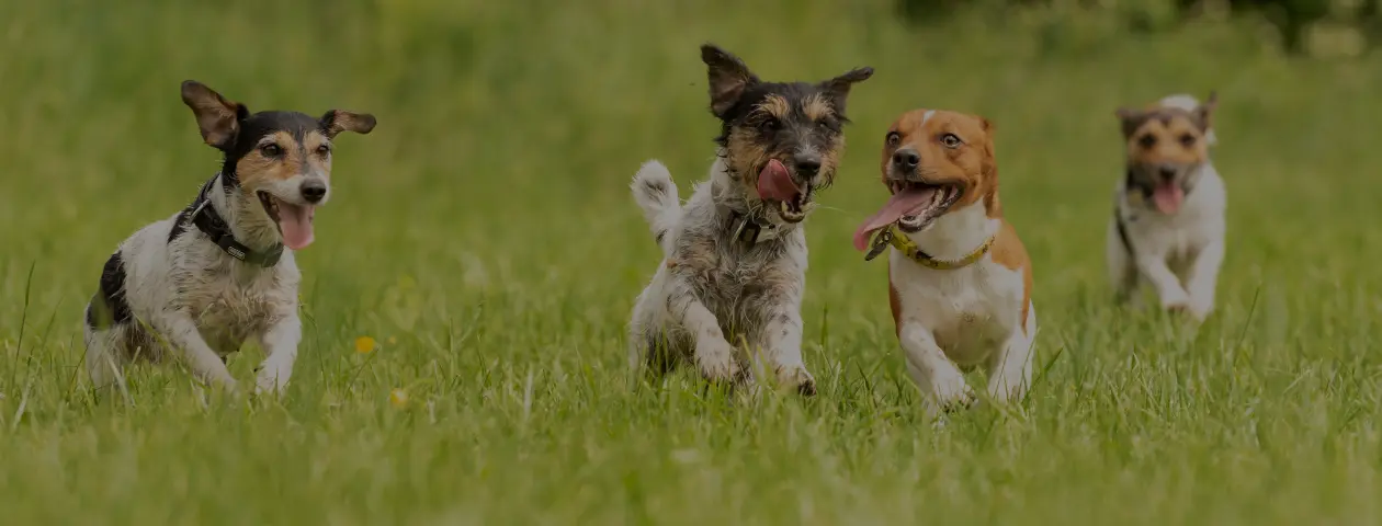 わんこ♡参加者リスト